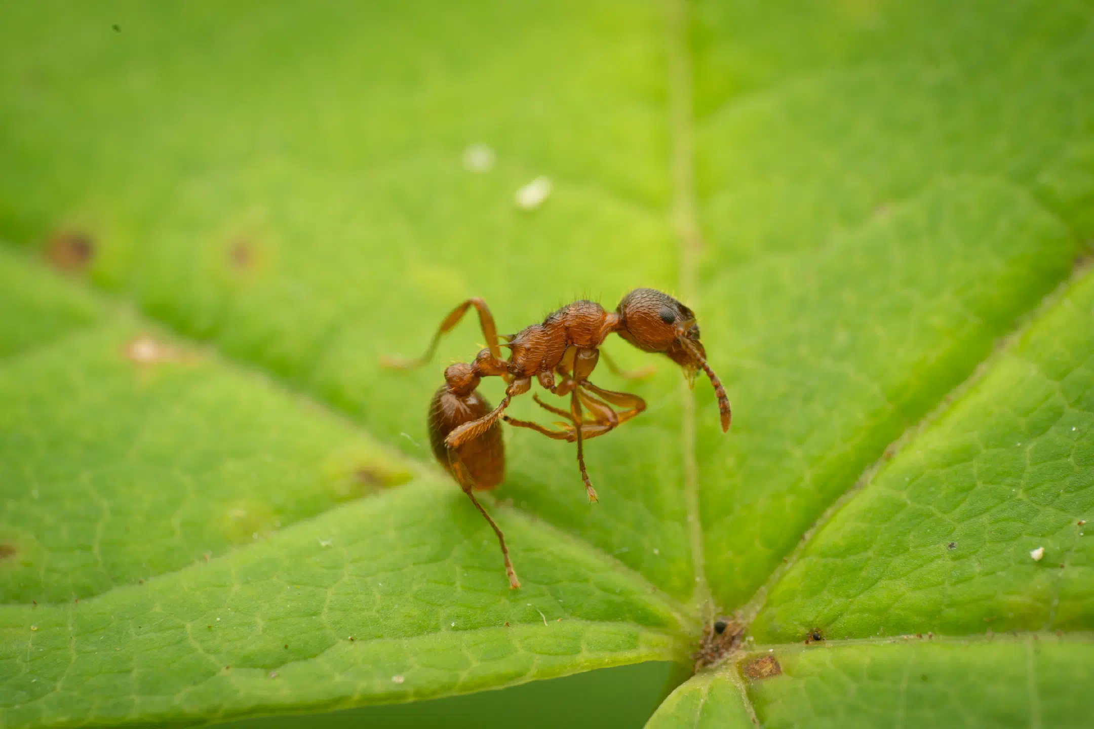 European fire ant | European fire ant