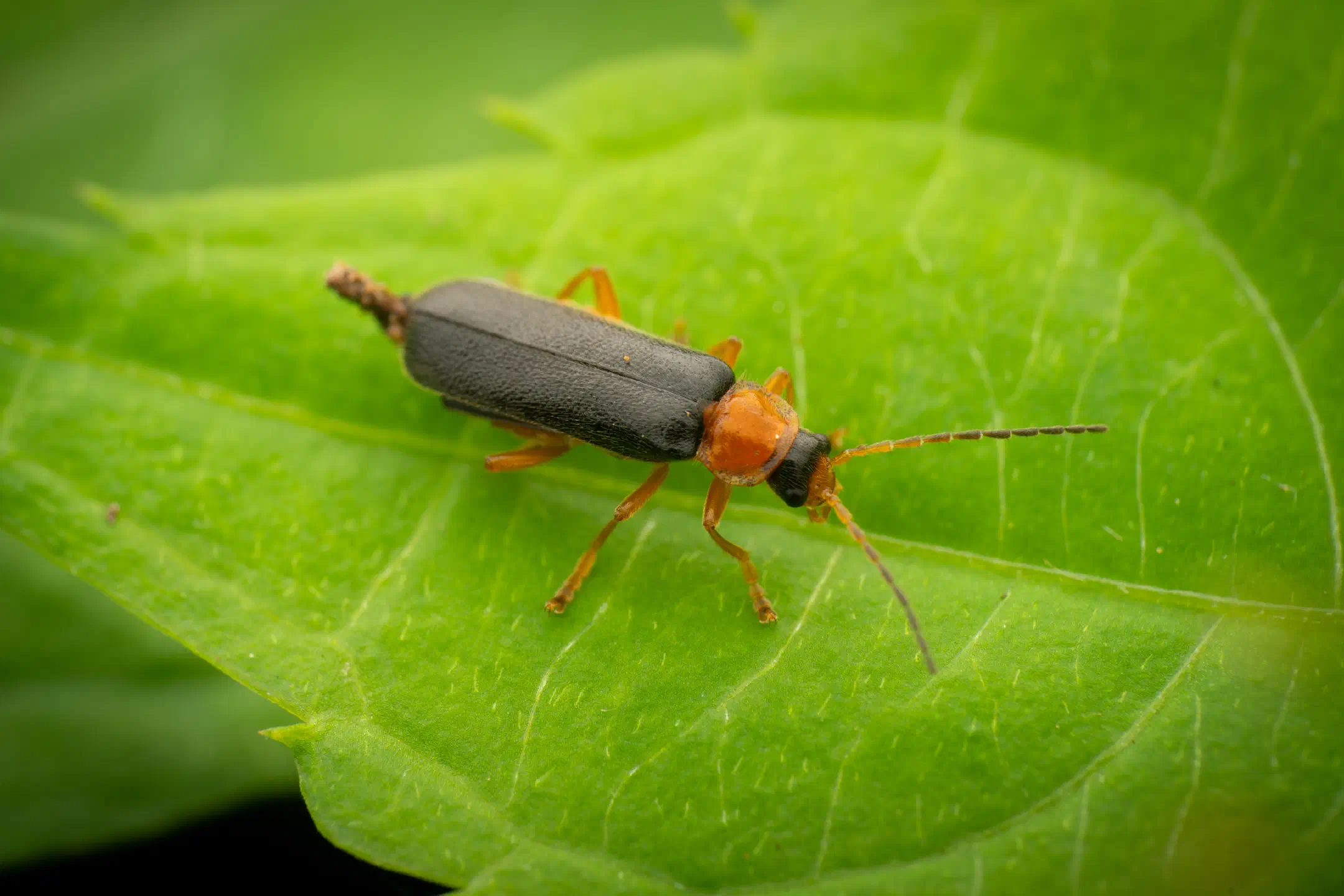 Cantharis pellucida | Cantharis pellucida