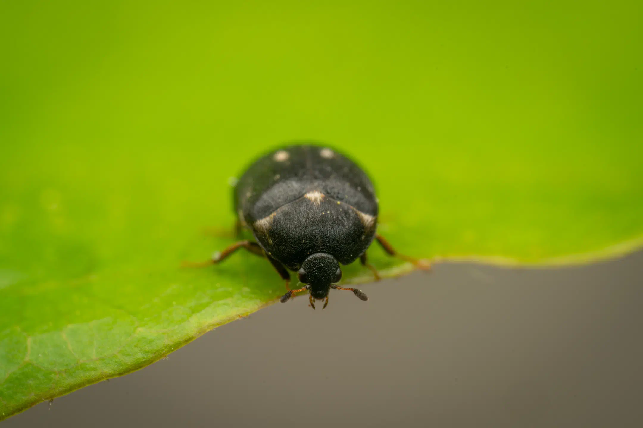 Two-spotted Carpet-beetle | Two-spotted Carpet-beetle
