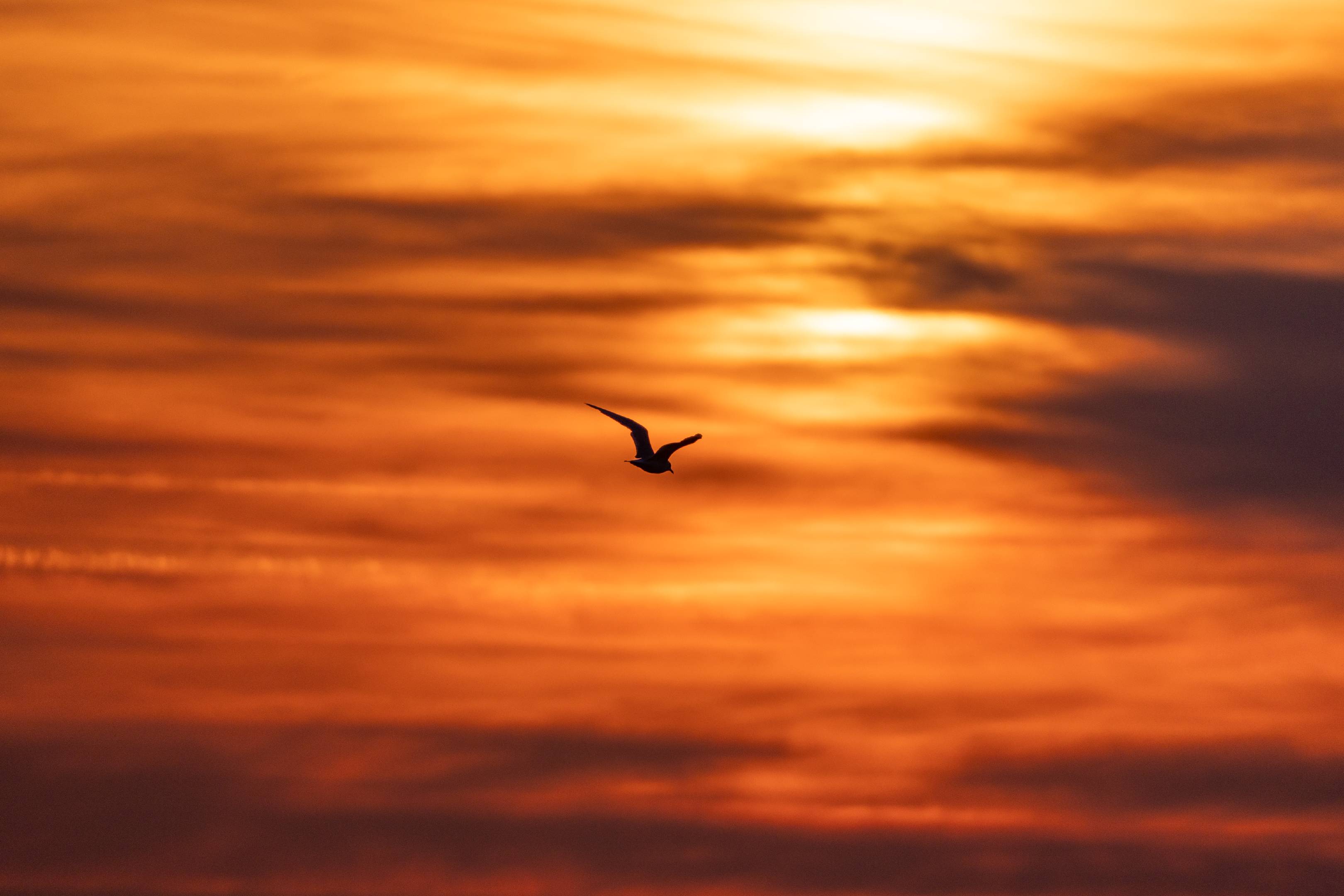 „Fly into the rising sun …“