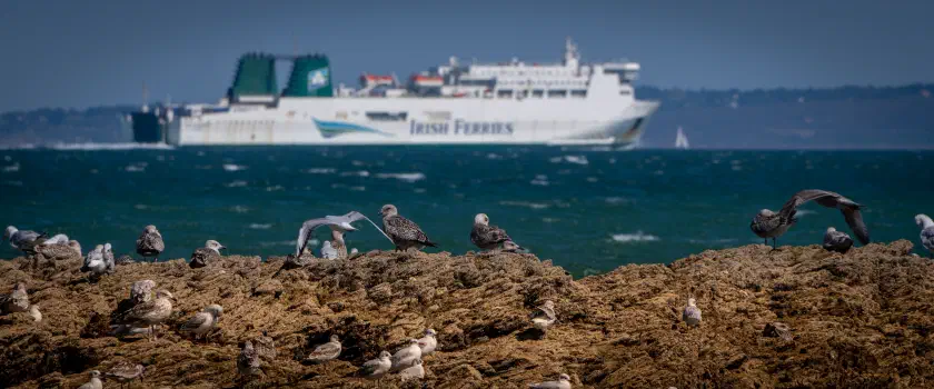 Arriving from Rosslare, Ireland