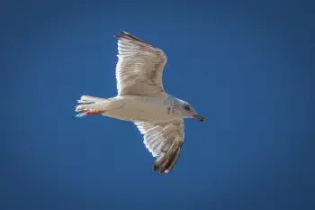 Seagull