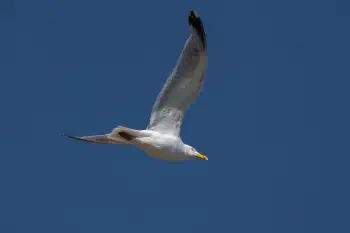 Seagull