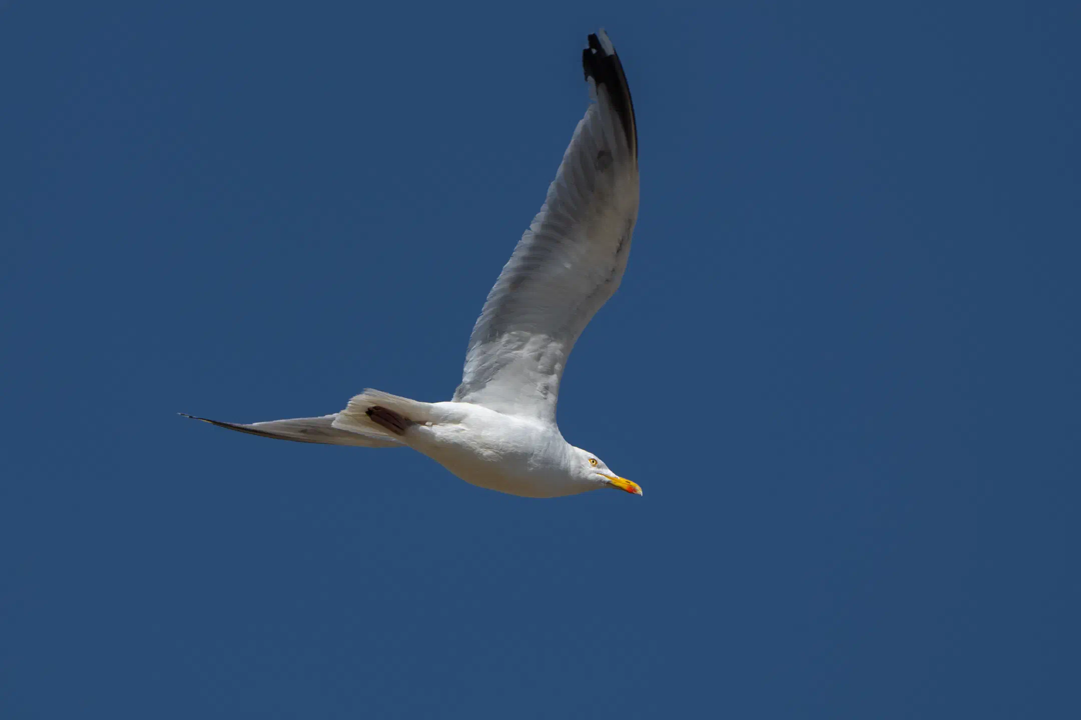 Seagull
