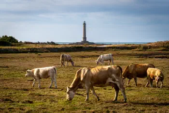 Cows and Phare de Goury