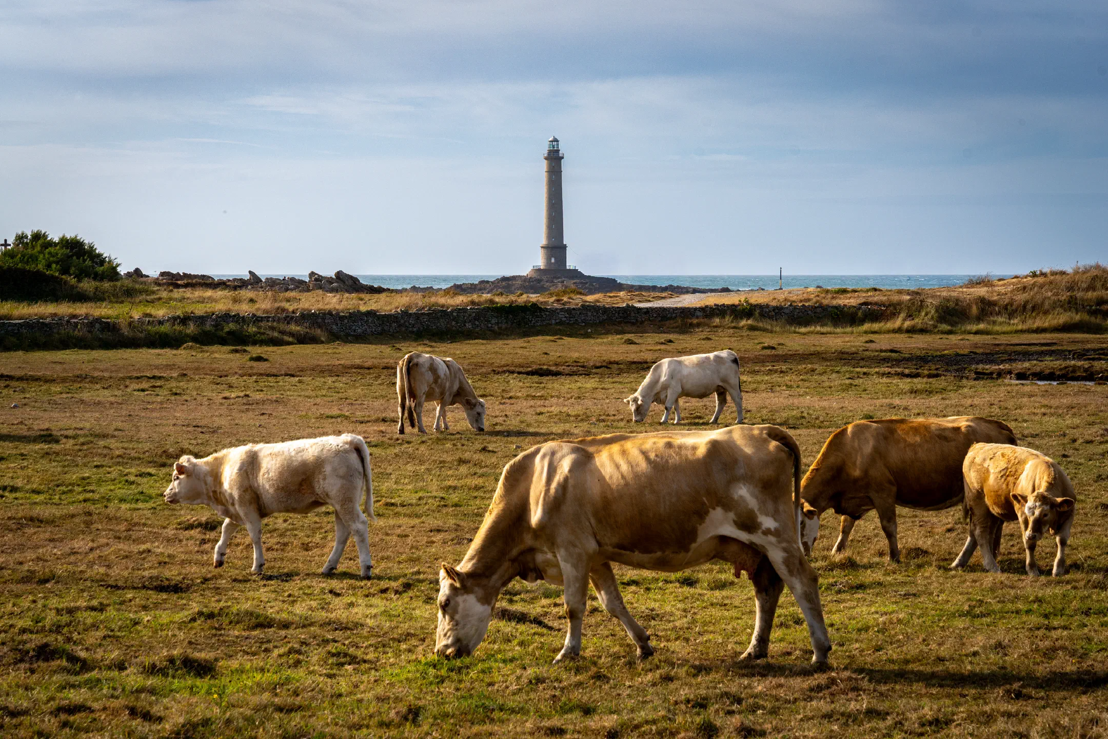 Cows and Phare de Goury