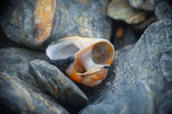 Broken Snail Shell