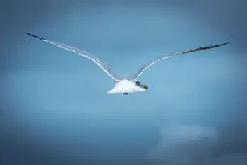 Glance over the Shoulder