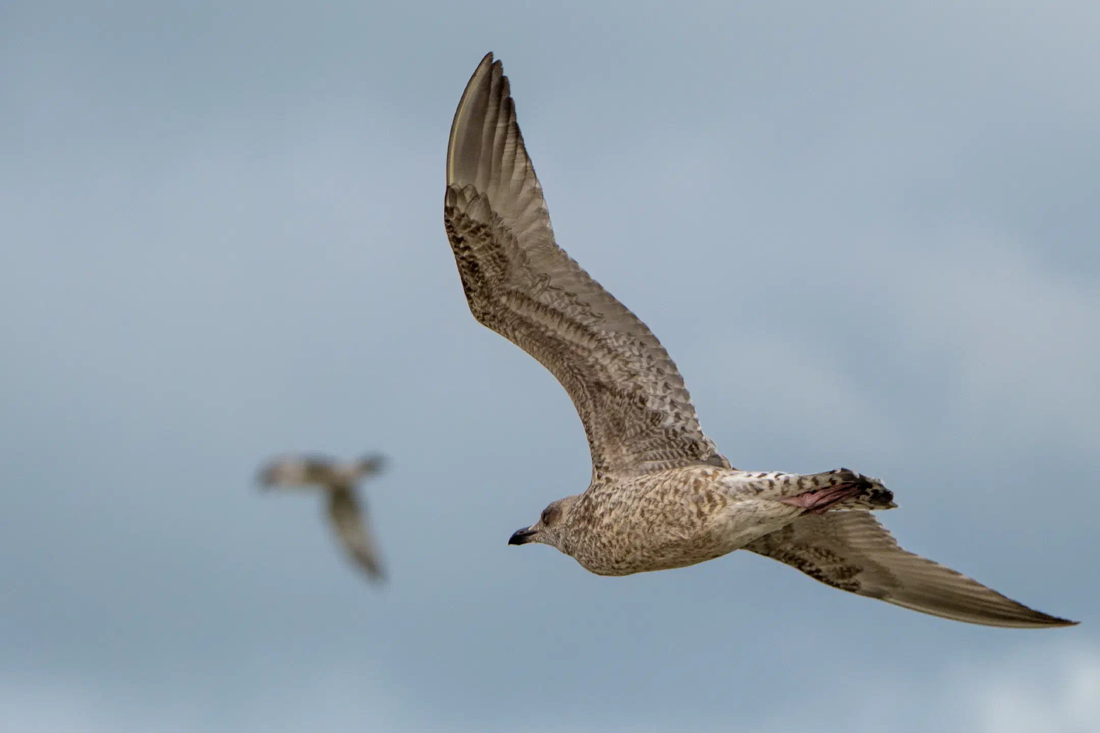 Seagulls