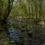 Tollymore Forest Park, Northern Ireland