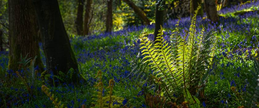 Tollymore Forest Park, Northern Ireland