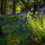 Tollymore Forest Park, Northern Ireland