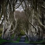 The Dark Hedges, Northern Ireland