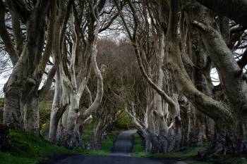 The Dark Hedges, Northern Ireland