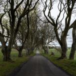 The Dark Hedges, Northern Ireland