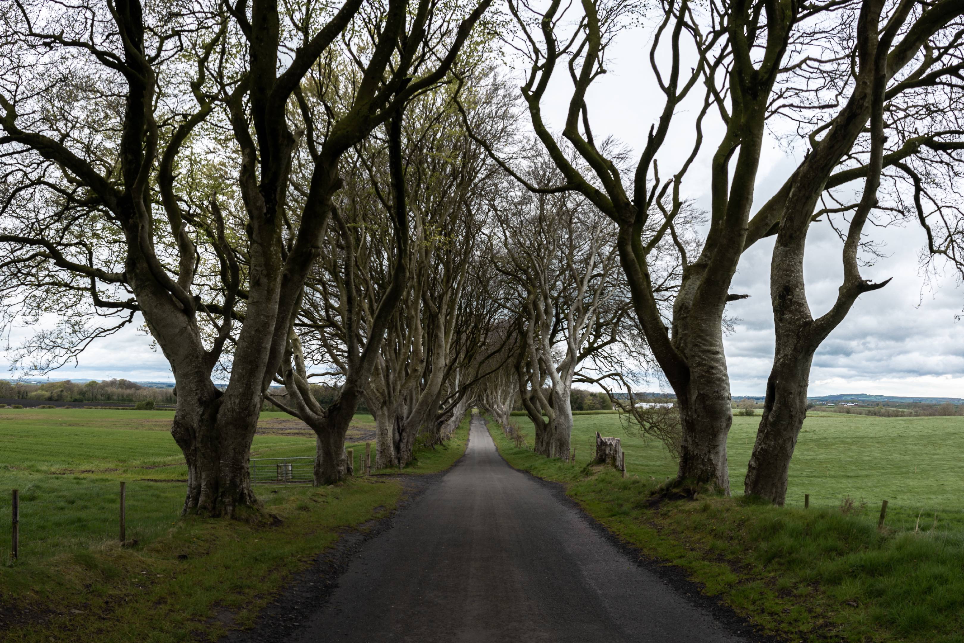 The Dark Hedges, Northern Ireland