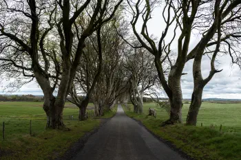 The Dark Hedges, Northern Ireland
