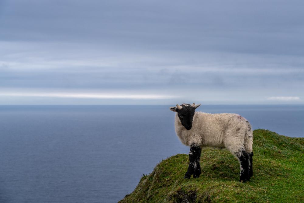 Sheep at Slieve League