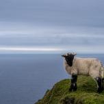 Sheep at Slieve League