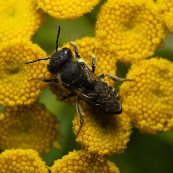 Stängel-Blattschneiderbiene (Megachile rotundata)
