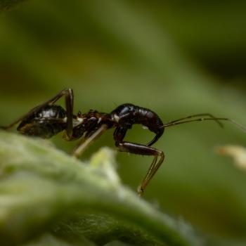 Ameisen-Sichelwanze (Himacerus mirmicoides)
