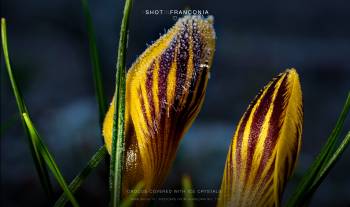 Crocus covered with ice crystals | 1/60s * f14 * ISO 800 * 90mm - FE 90mm F2.8 Macro G OSS - Sony α7R III Crocus covered with ice crystals