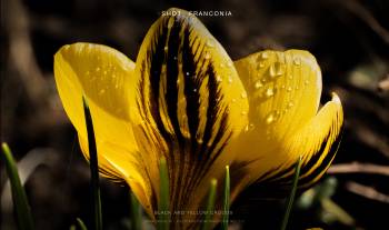 Black and yellow Crocus