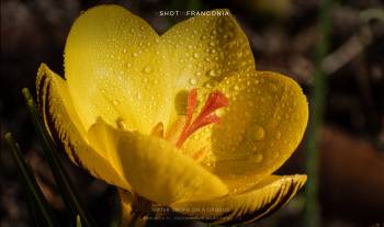 Water drops on a Crocus