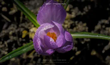 Purple Crocus from above