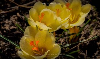 Crocusses covered with water drops