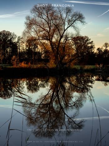 Tree reflection in Bräuningshof