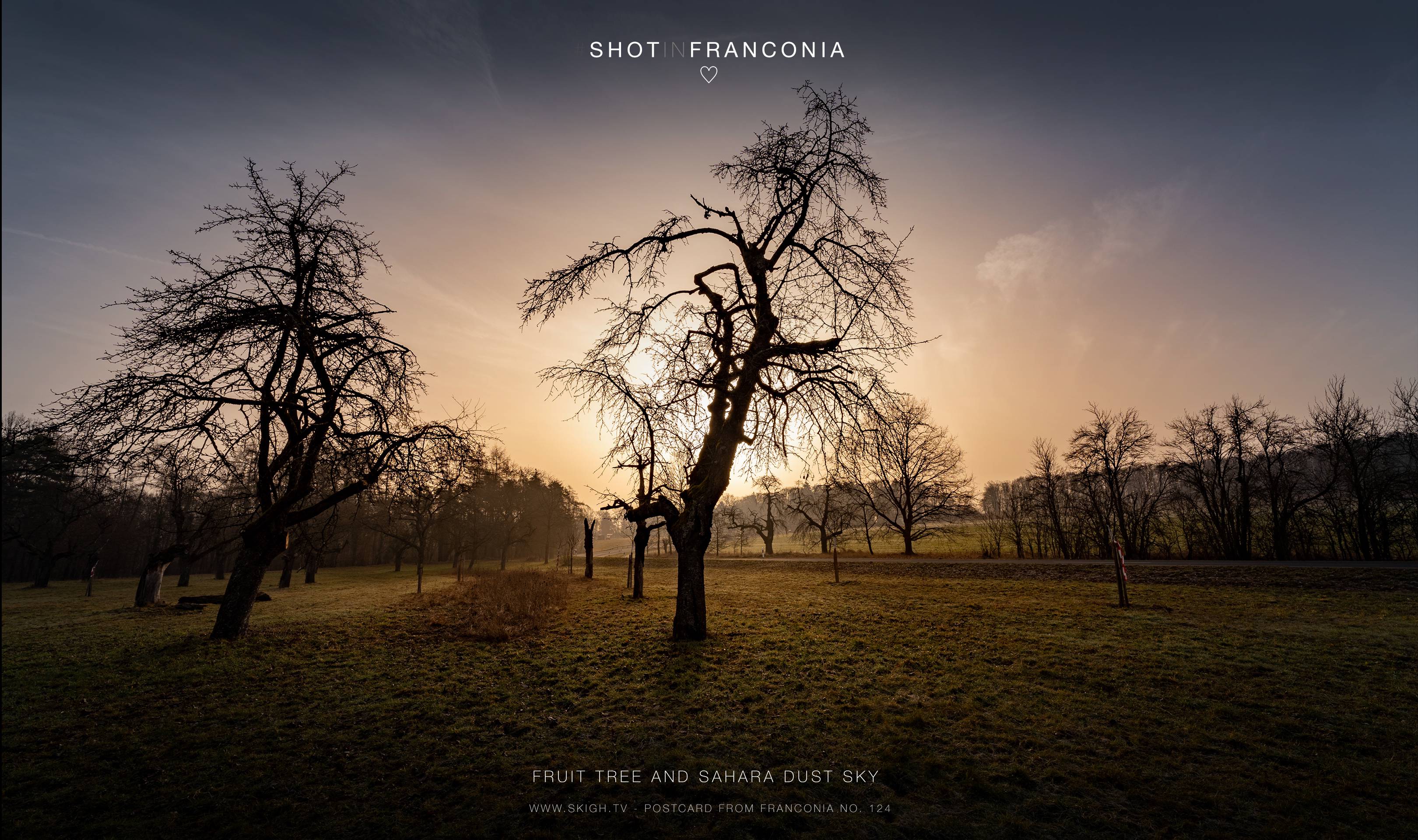 Fruit tree and Sahara dust sky | 1/320s * f11 * ISO 100 * 14mm - 14-24mm F2.8 DG DN | Art 019 - Sony α7 III Fruit tree and Sahara dust sky
