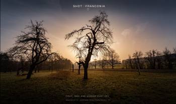 Fruit tree and Sahara dust sky | 1/320s * f11 * ISO 100 * 14mm - 14-24mm F2.8 DG DN | Art 019 - Sony α7 III Fruit tree and Sahara dust sky