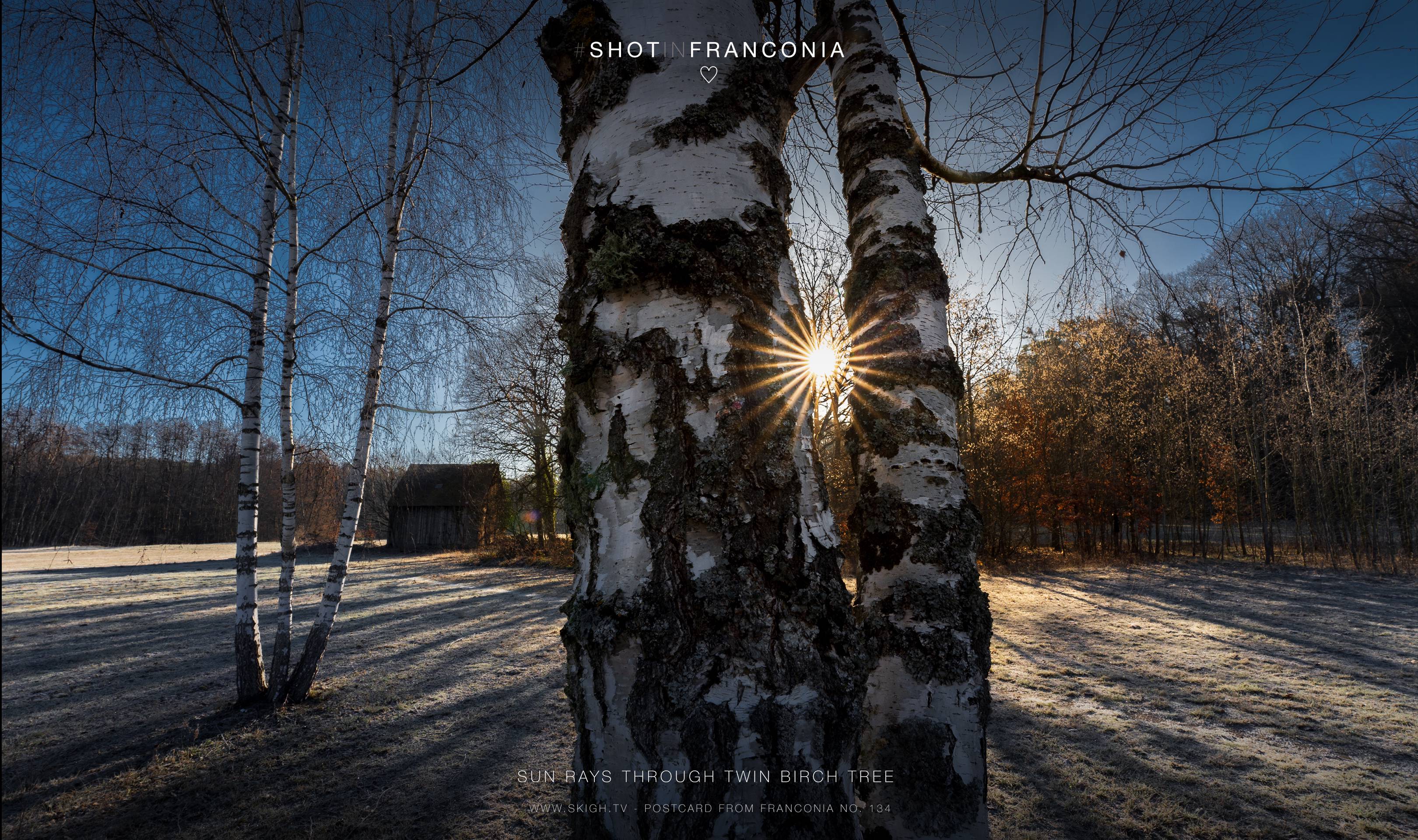 Sun rays through twin birch tree | 1/60s * f16 * ISO 125 * 14mm - 14-24mm F2.8 DG DN | Art 019 - Sony α7 III Sun rays through twin birch tree