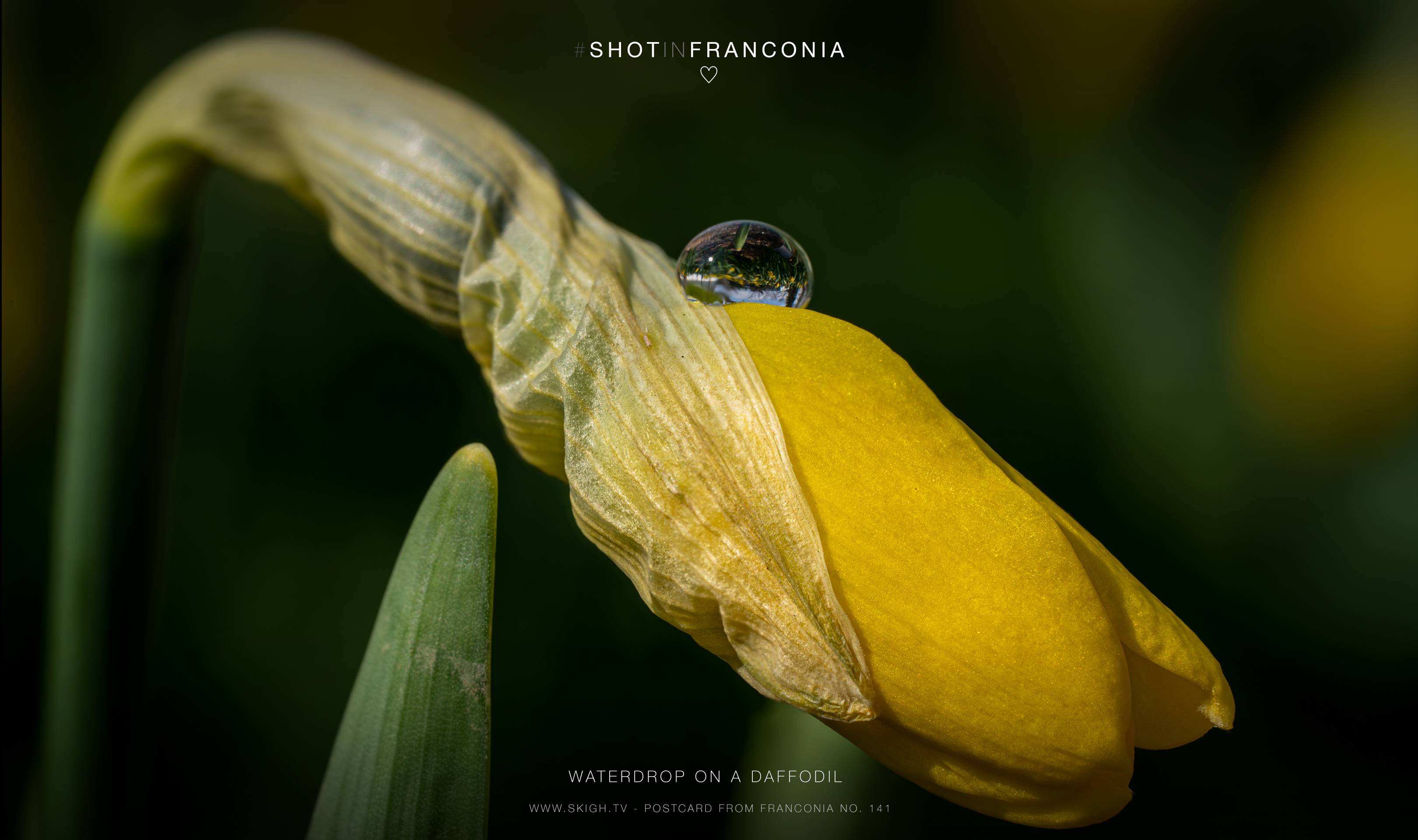 Waterdrop on a daffodil