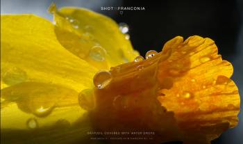 Daffodil covered with water drops