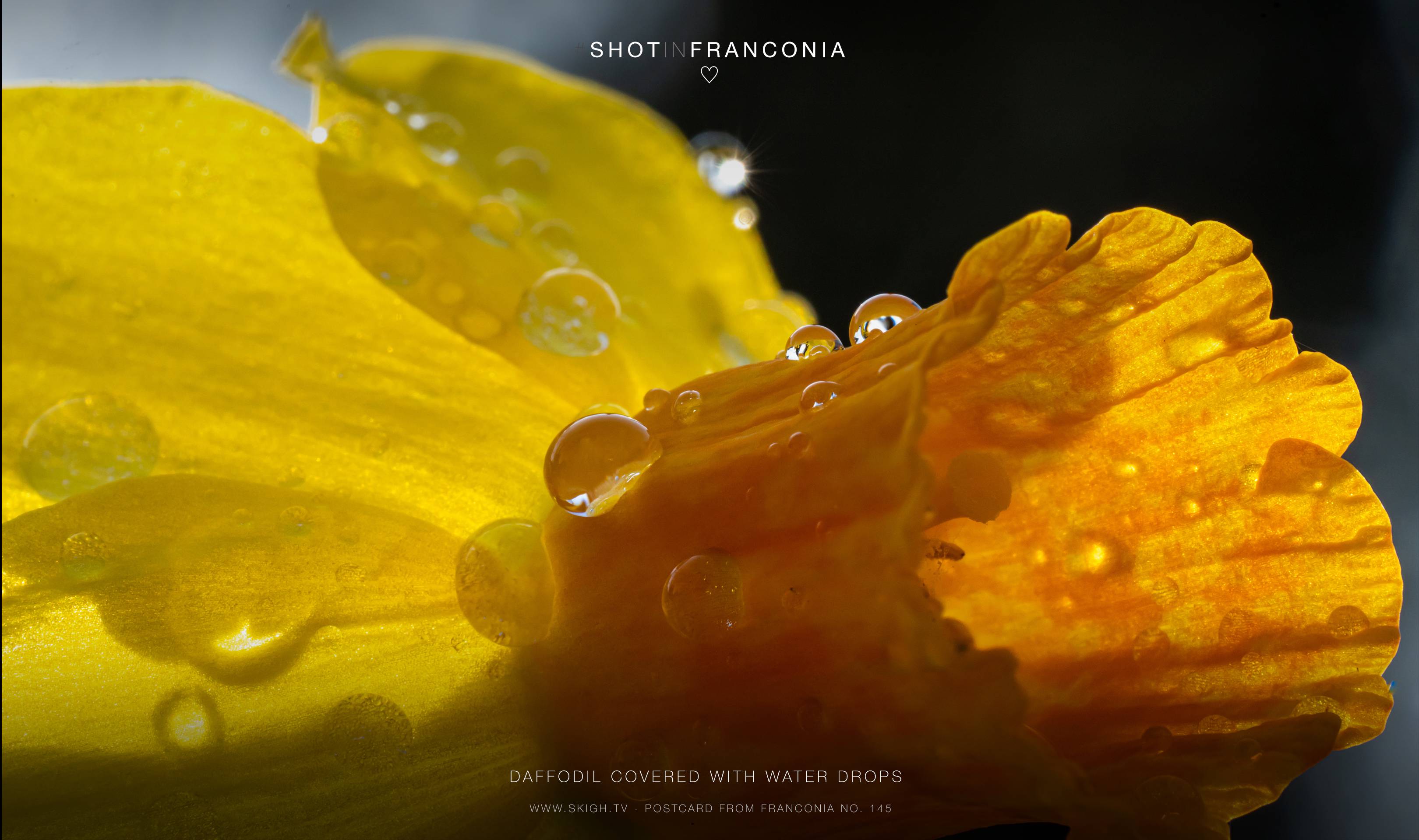 Daffodil covered with water drops | 1/125s * f18 * ISO 1250 * 90mm - FE 90mm F2.8 Macro G OSS - Sony α7R III Daffodil covered with water drops