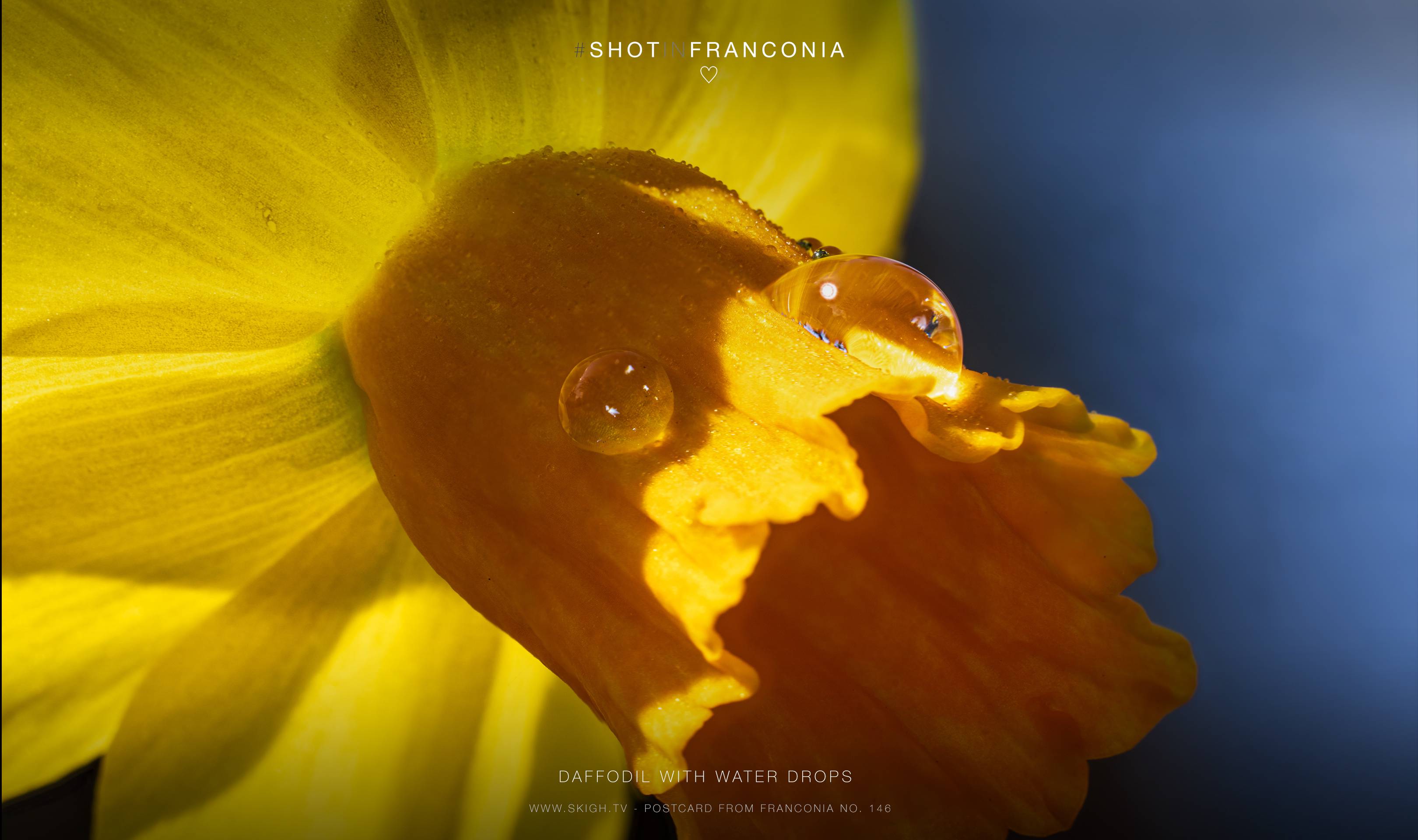 Daffodil with water drops