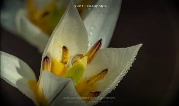 Wild tulip covered with water drops