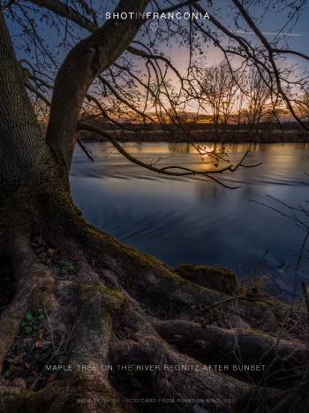 Maple tree on the river Regnitz after sunset