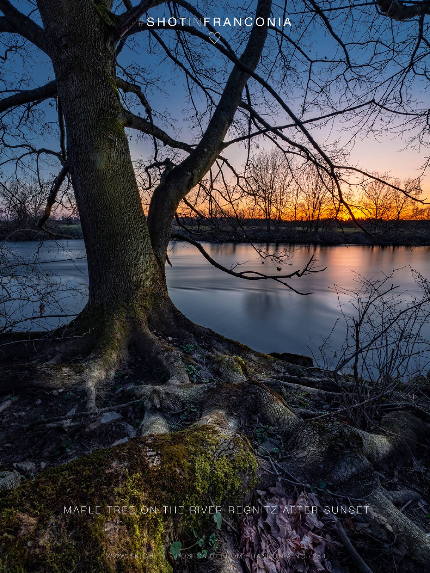 Maple tree on the river Regnitz after sunset