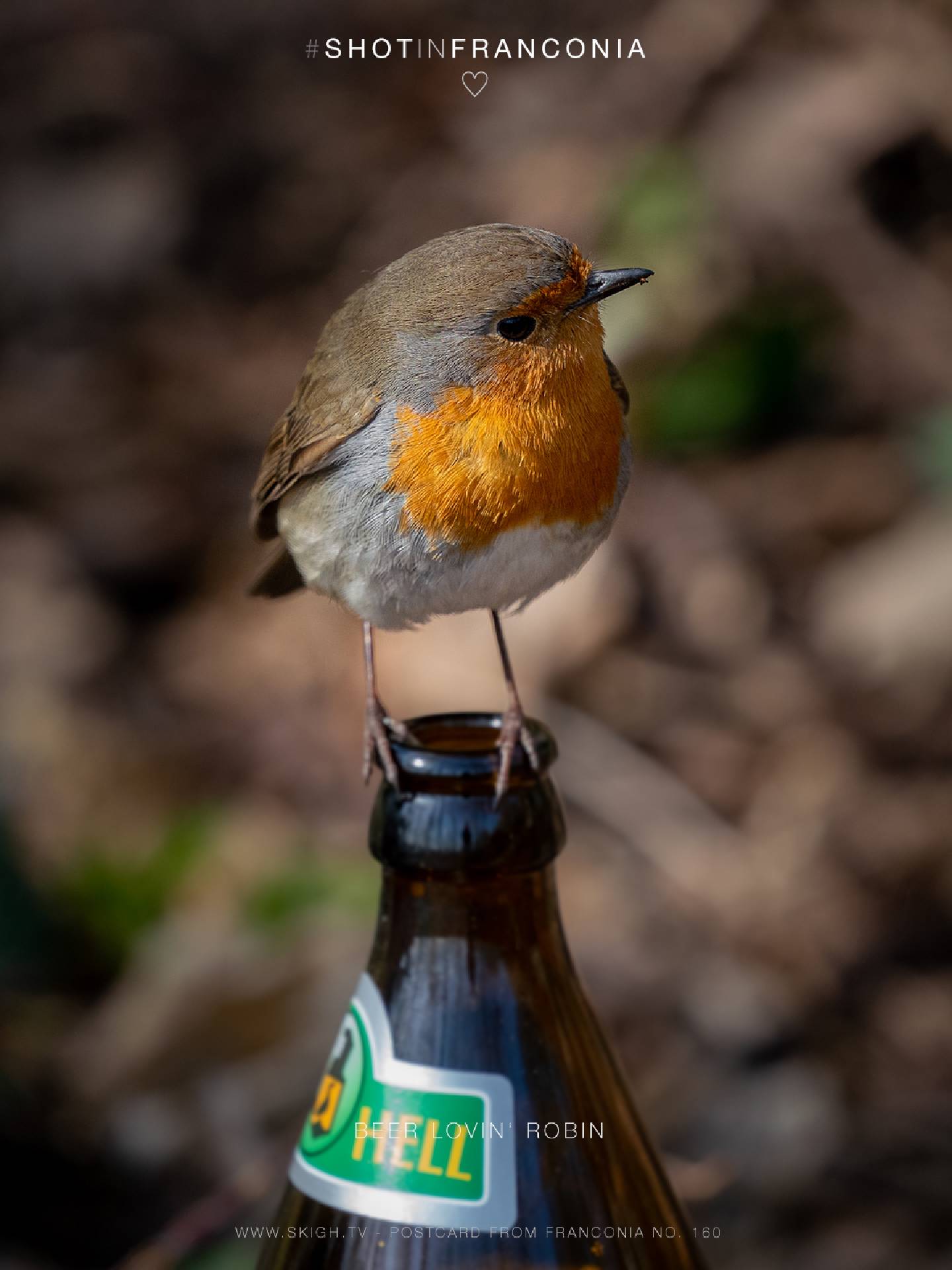 Beer lovin' Robin