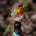 Beer lovin' Robin