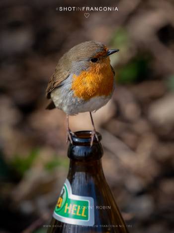 Beer lovin' Robin