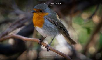 European Robin