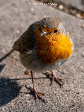 Curious Robin