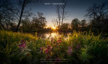 Spring flowers at river Regnitz