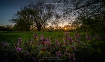 Spring flower sunset