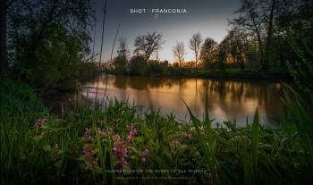 Deadnettles on the banks of the Regnitz