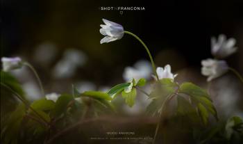 Wood anemone